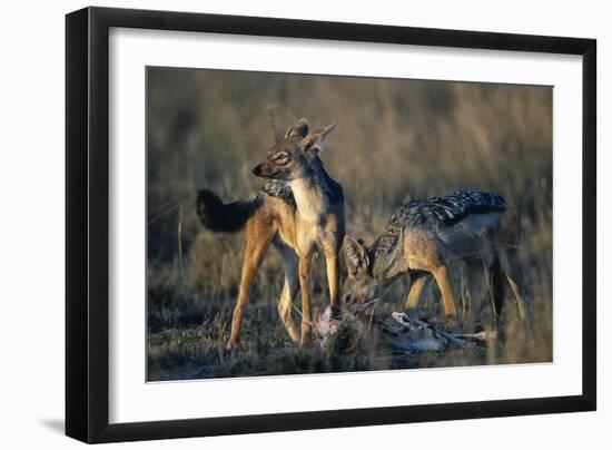 Blackbacked Jackals Eating Gazelle-Paul Souders-Framed Premium Photographic Print