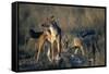 Blackbacked Jackals Eating Gazelle-Paul Souders-Framed Stretched Canvas