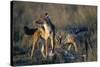 Blackbacked Jackals Eating Gazelle-Paul Souders-Stretched Canvas