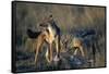 Blackbacked Jackals Eating Gazelle-Paul Souders-Framed Stretched Canvas