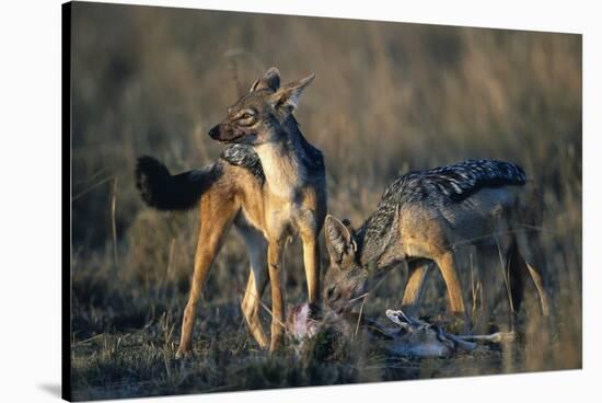 Blackbacked Jackals Eating Gazelle-Paul Souders-Stretched Canvas