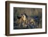 Blackbacked Jackals Eating Gazelle-Paul Souders-Framed Photographic Print