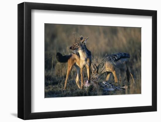 Blackbacked Jackals Eating Gazelle-Paul Souders-Framed Photographic Print