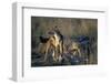 Blackbacked Jackals Eating Gazelle-Paul Souders-Framed Photographic Print