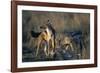 Blackbacked Jackals Eating Gazelle-Paul Souders-Framed Photographic Print