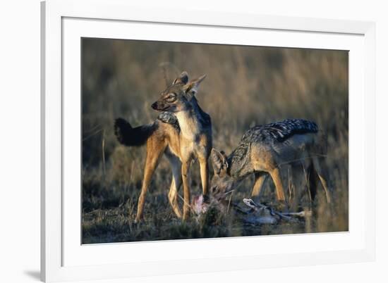 Blackbacked Jackals Eating Gazelle-Paul Souders-Framed Photographic Print