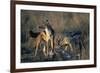 Blackbacked Jackals Eating Gazelle-Paul Souders-Framed Photographic Print