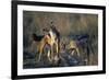 Blackbacked Jackals Eating Gazelle-Paul Souders-Framed Photographic Print