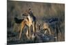 Blackbacked Jackals Eating Gazelle-Paul Souders-Mounted Photographic Print