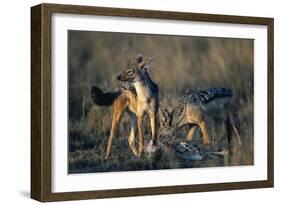 Blackbacked Jackals Eating Gazelle-Paul Souders-Framed Photographic Print