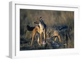 Blackbacked Jackals Eating Gazelle-Paul Souders-Framed Photographic Print