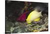Blackbelt Hogfish-Hal Beral-Stretched Canvas