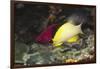 Blackbelt Hogfish-Hal Beral-Framed Photographic Print