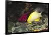 Blackbelt Hogfish-Hal Beral-Framed Photographic Print