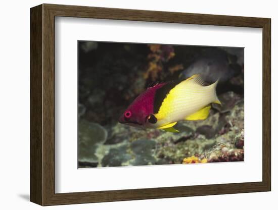 Blackbelt Hogfish-Hal Beral-Framed Photographic Print