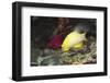 Blackbelt Hogfish-Hal Beral-Framed Photographic Print