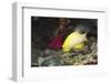 Blackbelt Hogfish-Hal Beral-Framed Photographic Print