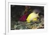 Blackbelt Hogfish-Hal Beral-Framed Photographic Print