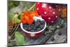 Blackberries and Blossoms, Red-White Dishes, Wooden Bank, Outside, Close-Up-Andrea Haase-Mounted Photographic Print