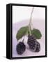 Blackberries on Stalk with Leaves-null-Framed Stretched Canvas