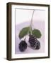 Blackberries on Stalk with Leaves-null-Framed Photographic Print