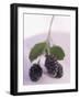 Blackberries on Stalk with Leaves-null-Framed Photographic Print