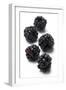 Blackberries-Jon Stokes-Framed Photographic Print