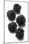 Blackberries-Jon Stokes-Mounted Photographic Print