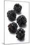 Blackberries-Jon Stokes-Mounted Photographic Print