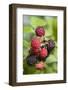 Blackberries-C. Nidhoff-Lang-Framed Photographic Print