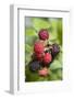 Blackberries-C. Nidhoff-Lang-Framed Photographic Print