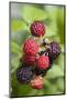 Blackberries-C. Nidhoff-Lang-Mounted Photographic Print