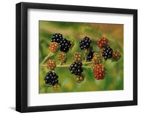 Blackberries-Bill Makinson-Framed Giclee Print