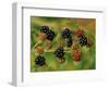 Blackberries-Bill Makinson-Framed Giclee Print