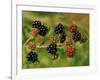 Blackberries-Bill Makinson-Framed Premium Giclee Print