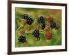 Blackberries-Bill Makinson-Framed Premium Giclee Print