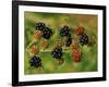 Blackberries-Bill Makinson-Framed Premium Giclee Print