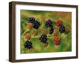 Blackberries-Bill Makinson-Framed Giclee Print