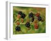 Blackberries-Bill Makinson-Framed Giclee Print