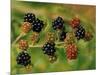 Blackberries-Bill Makinson-Mounted Giclee Print