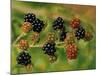 Blackberries-Bill Makinson-Mounted Giclee Print
