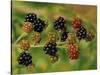 Blackberries-Bill Makinson-Stretched Canvas