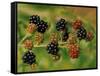 Blackberries-Bill Makinson-Framed Stretched Canvas