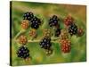 Blackberries-Bill Makinson-Stretched Canvas