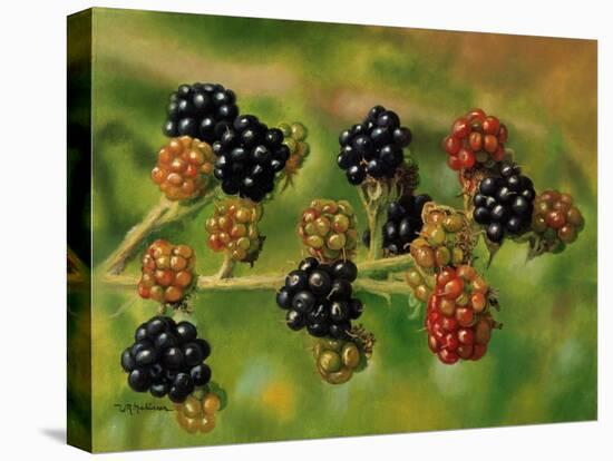 Blackberries-Bill Makinson-Stretched Canvas