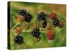 Blackberries-Bill Makinson-Stretched Canvas