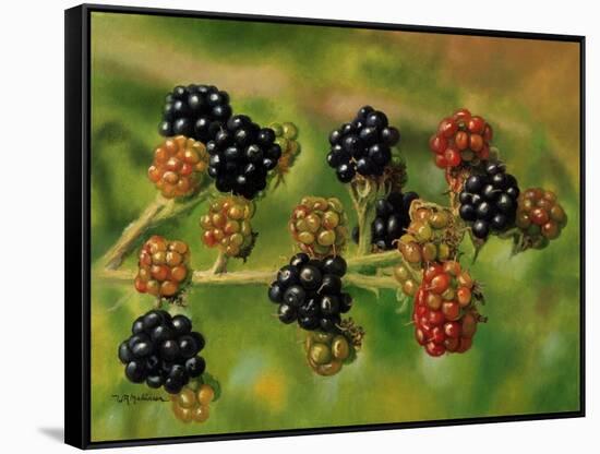 Blackberries-Bill Makinson-Framed Stretched Canvas