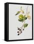 Blackberry Branch, 2003-Rebecca John-Framed Stretched Canvas