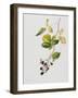 Blackberry Branch, 2003-Rebecca John-Framed Giclee Print