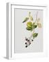 Blackberry Branch, 2003-Rebecca John-Framed Giclee Print